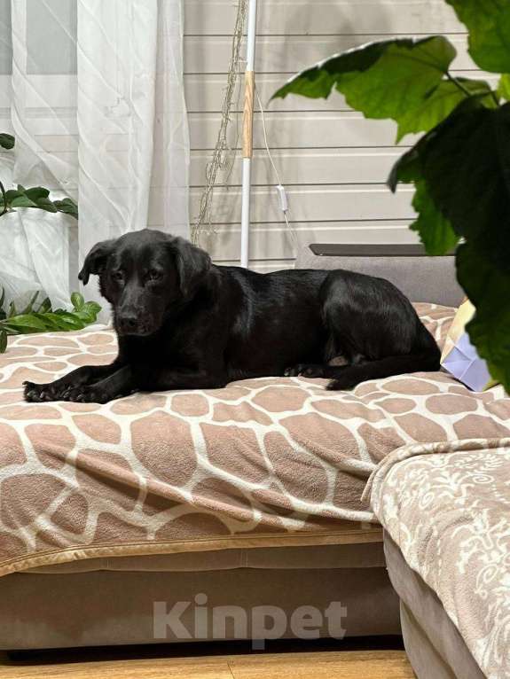 Собаки в Москве: Черный лабрадор Шанель в добрые руки Девочка, 1 руб. - фото 2