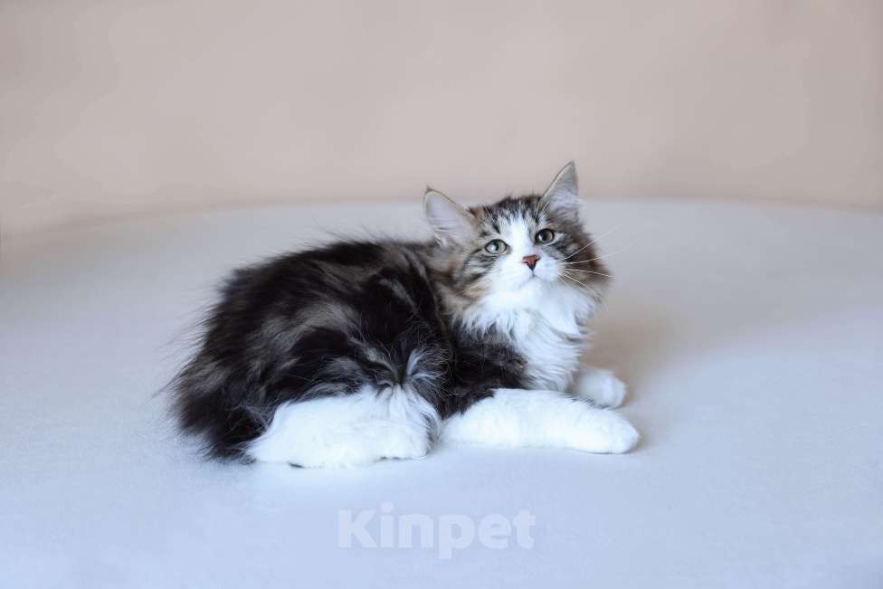 Кошки в Серпухове: Это не Кот, это Шедевр ) Флокс Русские Цветы Мальчик, 90 000 руб. - фото 2