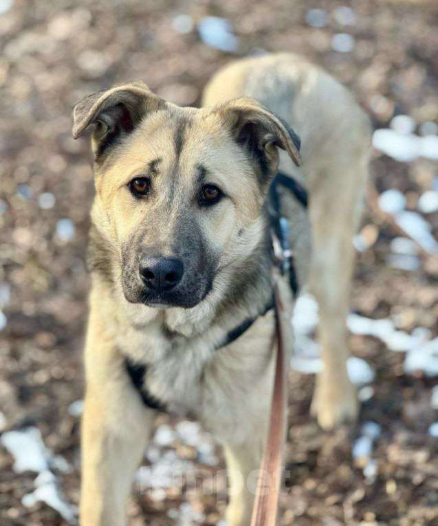 Собаки в Москве: В воскресенье увозят в приют. Ни одного отклика Мальчик, Бесплатно - фото 2
