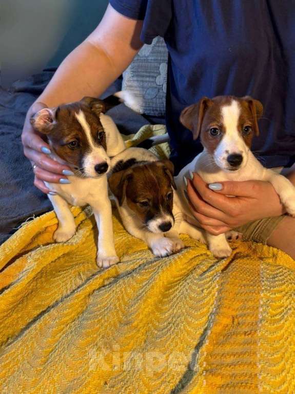 Собаки в Кашире: Щенки Разнополые, 20 000 руб. - фото 2