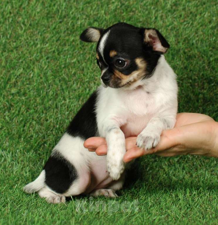 Собаки в Москве: Веселая девчуля Девочка, 17 000 руб. - фото 9