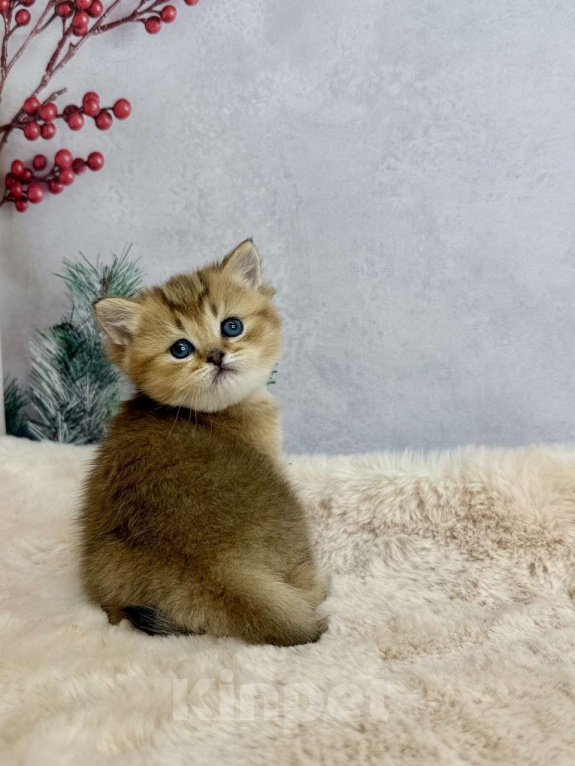 Кошки в Саранске: Прямоухая шотландская девочка золотая шиншилла Девочка, 45 000 руб. - фото 6