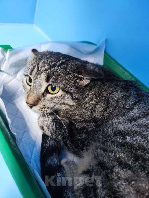 Кошки в Москве: Полосочка, кошка, которой угрожали на улице Девочка, Бесплатно - фото 2