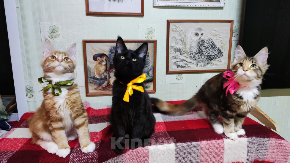 Кошки в Казани: Котята мейн-кун Разнополые, 20 000 руб. - фото 2