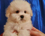 Собаки в Москве: щенок мальтипу белый  Мальчик, 75 000 руб. - фото 2