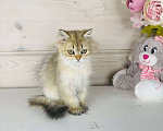 Кошки в других городах Ленинградской области: Британская длинношерстная девочка Девочка, 35 000 руб. - фото 3