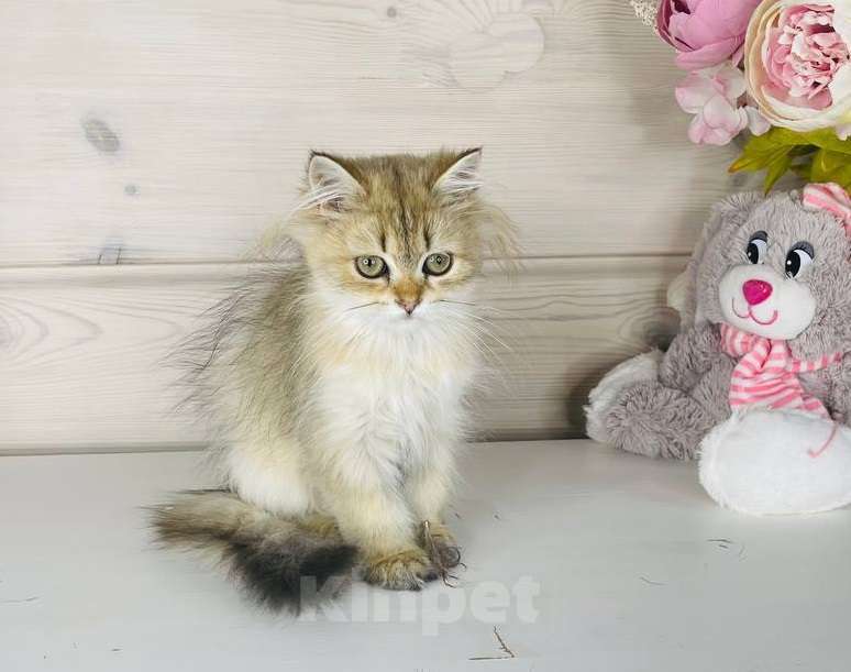 Кошки в других городах Ленинградской области: Британская длинношерстная девочка Девочка, 20 000 руб. - фото 3