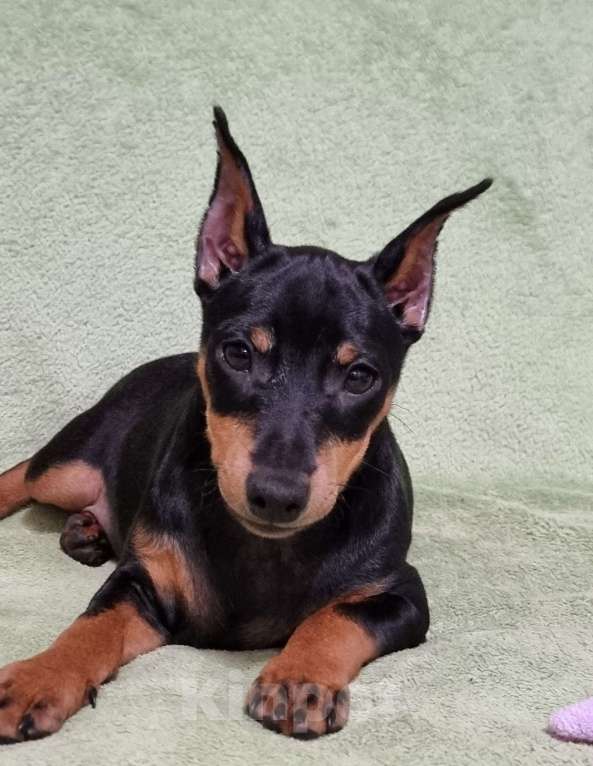 Собаки в Наро-Фоминске: Щенок цвергпинчер, кобель купированный Мальчик, 60 000 руб. - фото 5