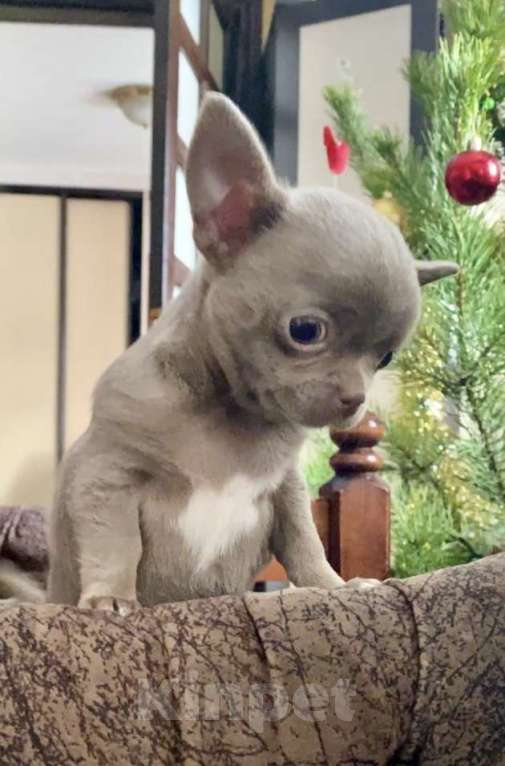 Собаки в Задонске: Кейси Девочка, 50 000 руб. - фото 3