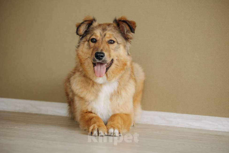 Собаки в Москве: Рыжая Оливка ищет свою семью Девочка, Бесплатно - фото 1