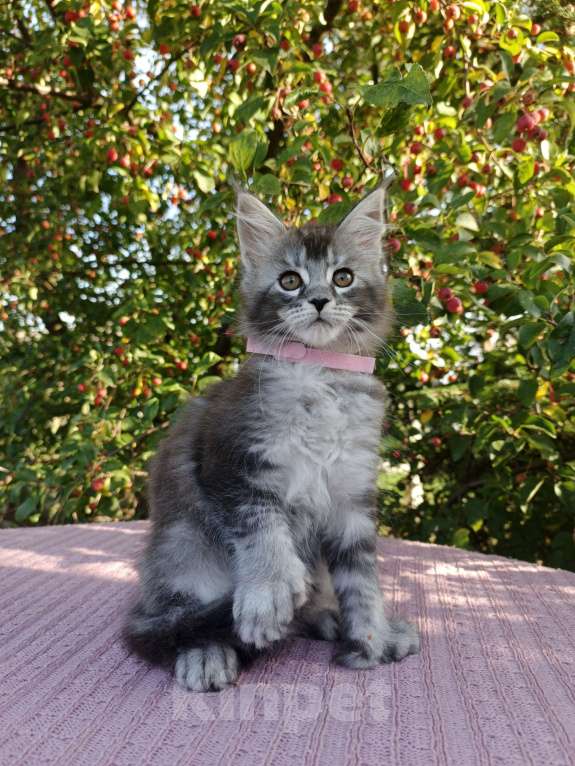 Кошки в Ярославле: Котёнок Поли-кун Девочка, 70 000 руб. - фото 2