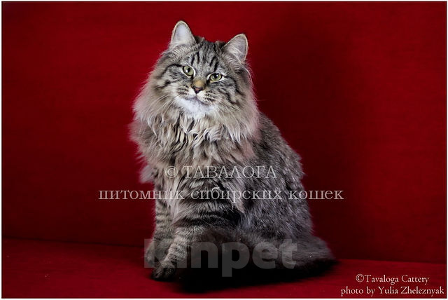 Кошки в Москве: Харитон - Сибирский молодой кот из питомника Мальчик, Бесплатно - фото 2