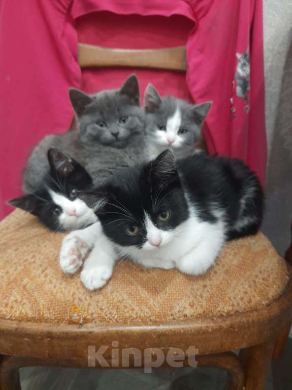 Кошки в других городах Воронежской области: Отдам в добрые руки  Девочка, Бесплатно - фото 1