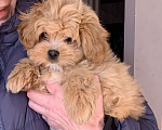 Собаки в Санкт-Петербурге: Мальтипу рыжая чудо девочка ! Девочка, 130 000 руб. - фото 1