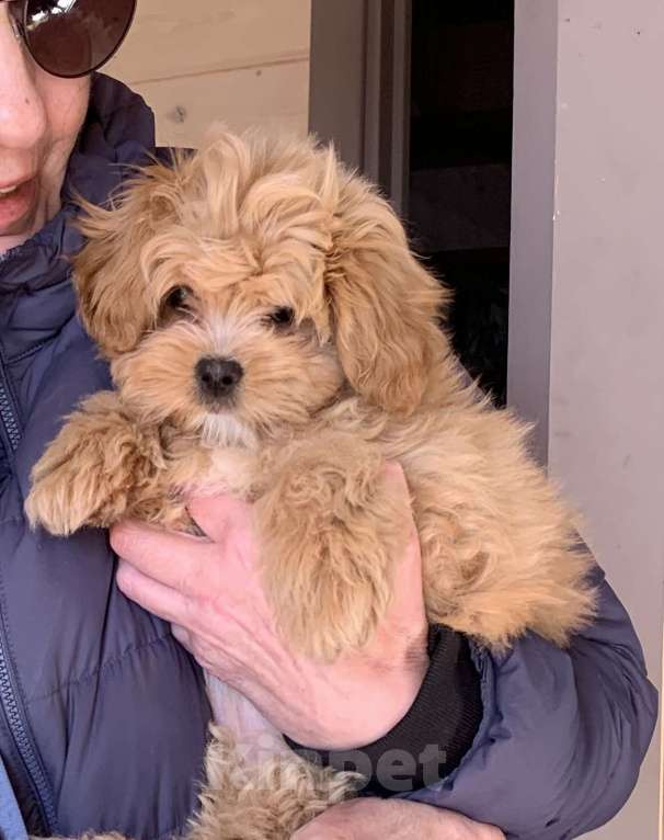 Собаки в Санкт-Петербурге: Мальтипу рыжая чудо девочка ! Девочка, 130 000 руб. - фото 1