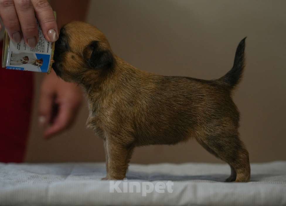 Собаки в Санкт-Петербурге: щенок пти брабансона Девочка, 60 000 руб. - фото 3