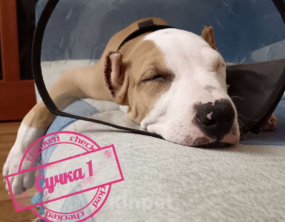 Собаки в Томске:  Стаффорд девочка Девочка, 35 000 руб. - фото 3
