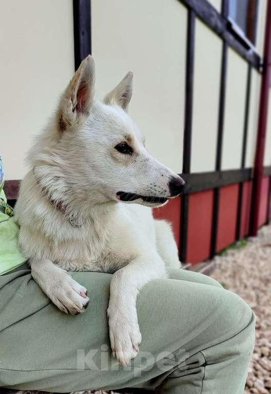Собаки в Москве: Метис белой швейцарской овчарки Сахар (Саха) в дар Девочка, 1 руб. - фото 3