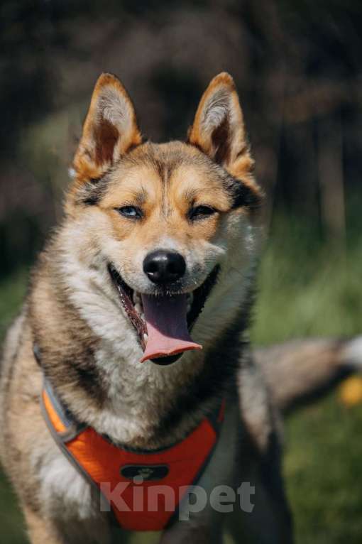 Собаки в Москве: Разноглазый рыжий пёс Гера в дар Мальчик, 1 руб. - фото 2