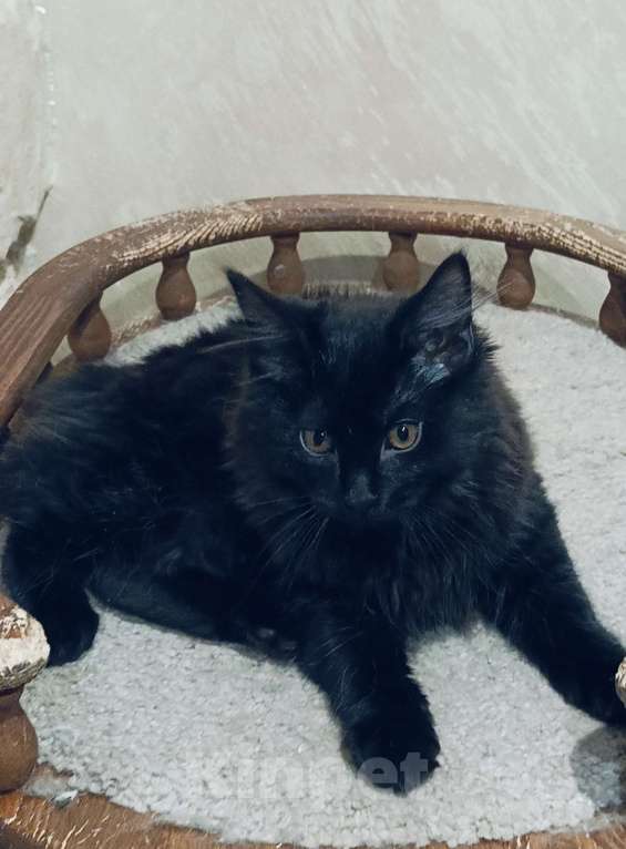 Кошки в Москве: Котята курильчата Мальчик, 35 000 руб. - фото 6