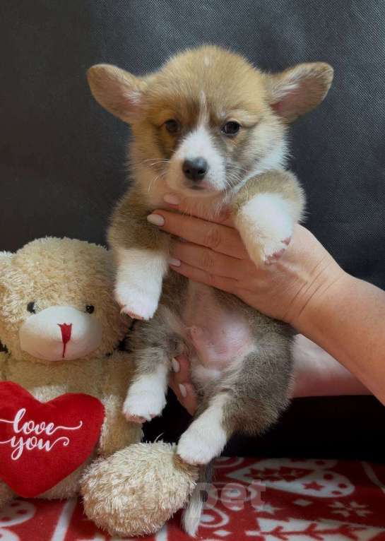 Собаки в других городах Московской области: Вельш корги пемброк мальчик с хвостиком Мальчик, 38 000 руб. - фото 7