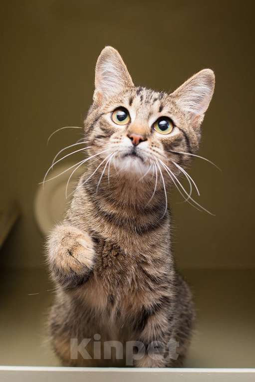 Кошки в Москве: Малыш Крендель – в самые добрые руки    Мальчик, Бесплатно - фото 2