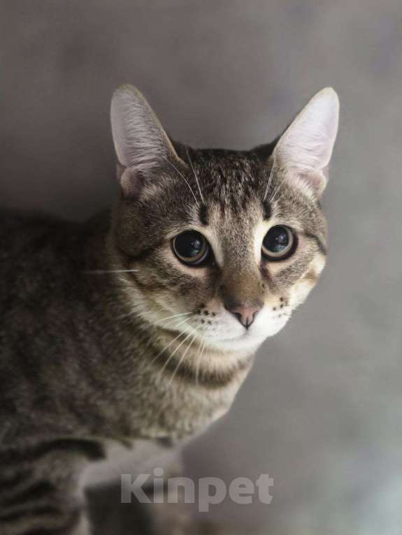 Кошки в Москве: Самый нежный котик ищет дом Мальчик, Бесплатно - фото 1