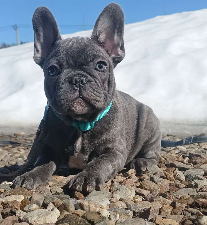 Собаки в Москве: Данко голубой тигр Мальчик, 55 000 руб. - фото 1