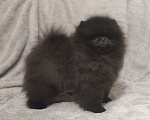 Собаки в Новосибирске: Щенки померанского шпица Мальчик, Бесплатно - фото 2