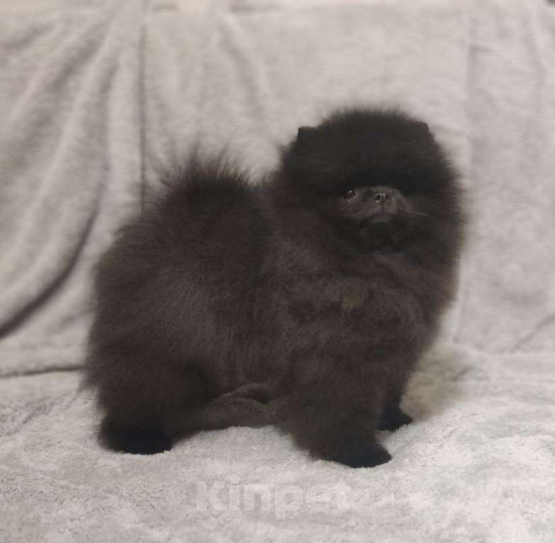 Собаки в Новосибирске: Щенки померанского шпица Мальчик, Бесплатно - фото 2