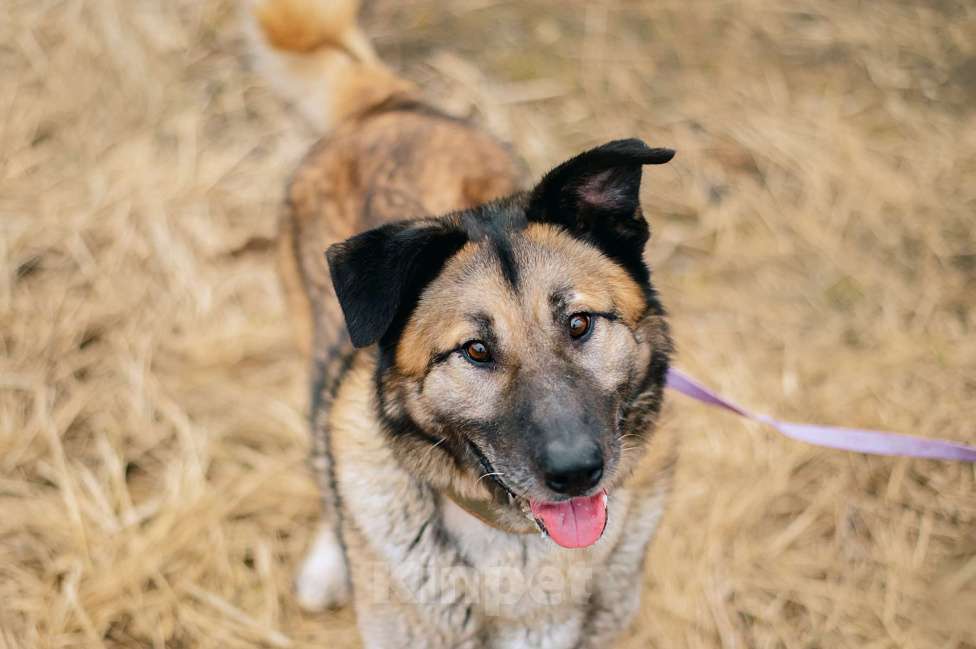 Собаки в Москве: Бублик Мальчик, Бесплатно - фото 2