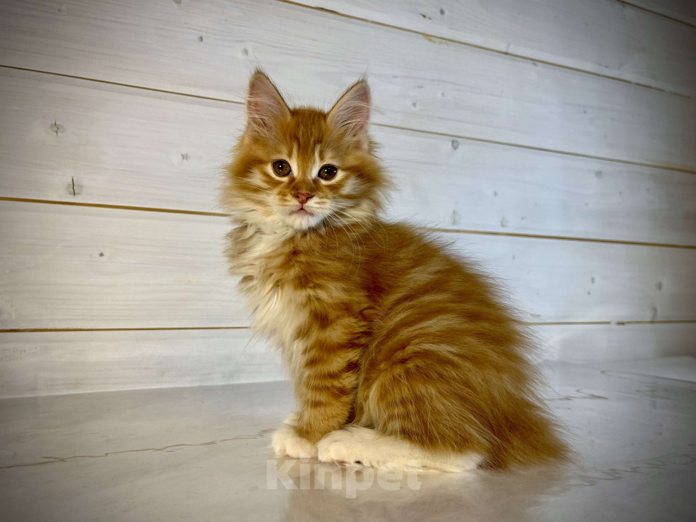 Кошки в других городах Московской области: Present of Rufus Vallis Мальчик, 50 000 руб. - фото 2