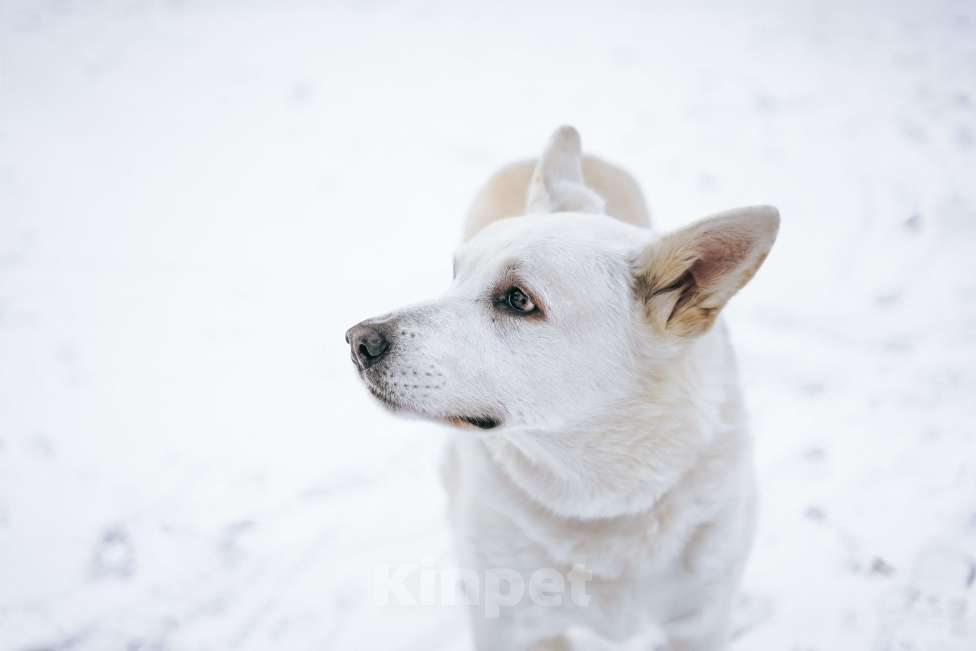 Собаки в Москве: Рекс ищет дом за городом  Мальчик, Бесплатно - фото 4