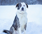 Собаки в Москве: Добрый, статный красавчик с невероятными глазами в добрые руки Мальчик, Бесплатно - фото 1