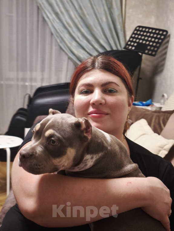 Собаки в Москве: Щенок американского булли покет девочка Девочка, Бесплатно - фото 4