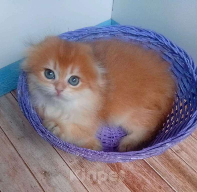 Кошки в Москве: Шотландский клубный котик хайленд фолд  Мальчик, 35 000 руб. - фото 1