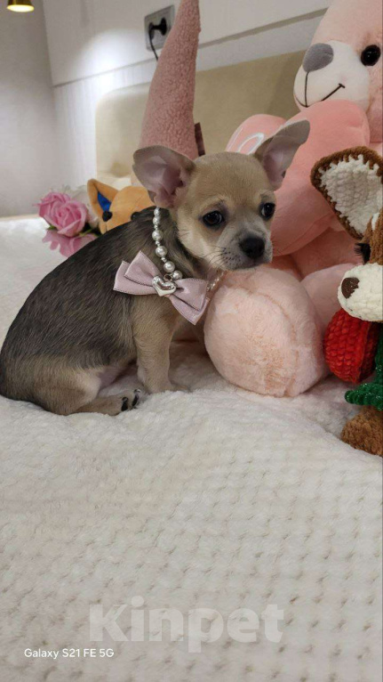 Собаки в Москве: девочка чихуахуа гш крупный стандарт Девочка, 60 000 руб. - фото 6