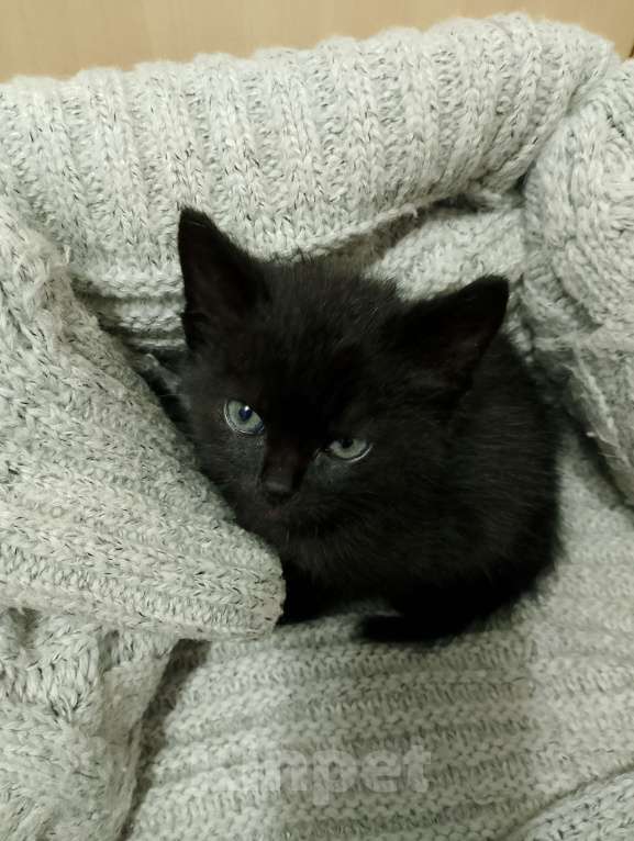 Кошки в Тамбове: Чёрный котик ищет семью Мальчик, Бесплатно - фото 2