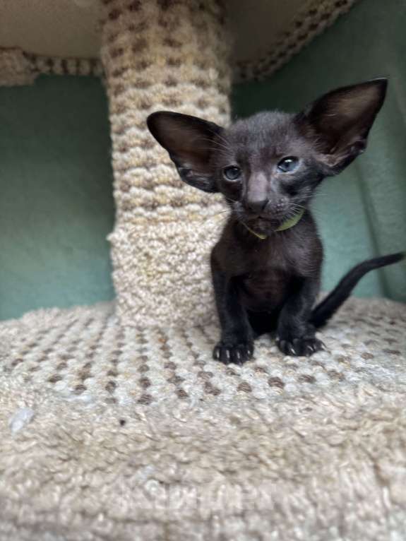 Кошки в Москве: Предлагается к бронированию  Мальчик, 70 000 руб. - фото 3