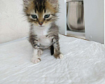 Кошки в Сарове: Котята ищут себе хозяина., 1 руб. - фото 3