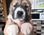 Собаки в Челябинске: Продам щенков алабая Мальчик, 30 000 руб. - фото 1