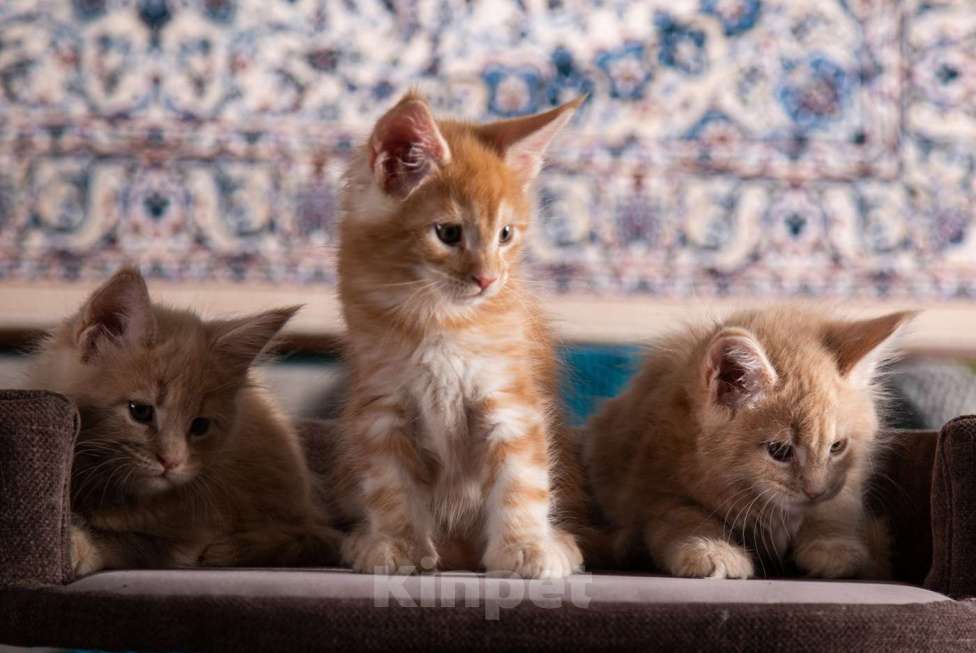 Кошки в Барнауле: Котята мейн-кун Мальчик, Бесплатно - фото 7