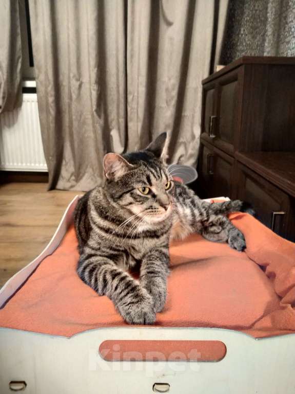 Кошки в Санкт-Петербурге: Котик Веня в добрые руки Мальчик, Бесплатно - фото 8