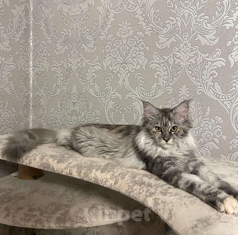 Кошки в Москве: Тихая роскошь Девочка, 65 000 руб. - фото 3
