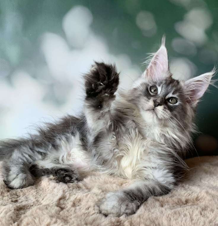 Кошки в Санкт-Петербурге: Кошечка мейн кун серебряная Девочка, 30 000 руб. - фото 3