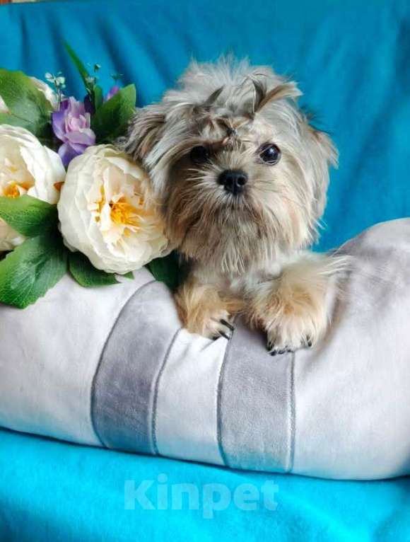 Собаки в Москве: Подрощенная курносая девочка Shorkie Девочка, 35 000 руб. - фото 2