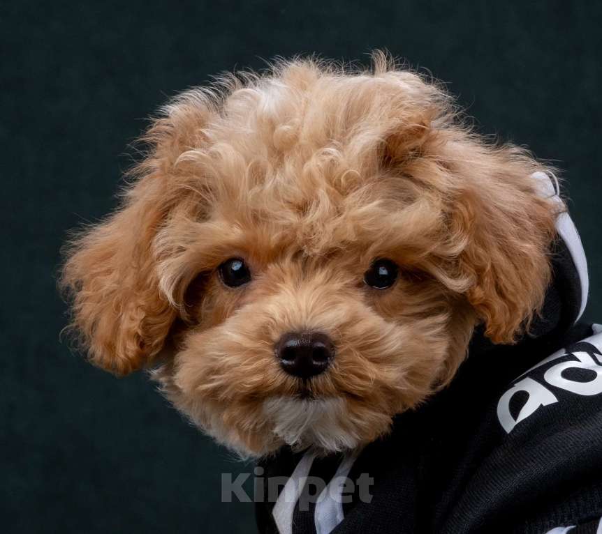 Собаки в Москве: Мальтипу ф1 мини мальчики Мальчик, 60 000 руб. - фото 7