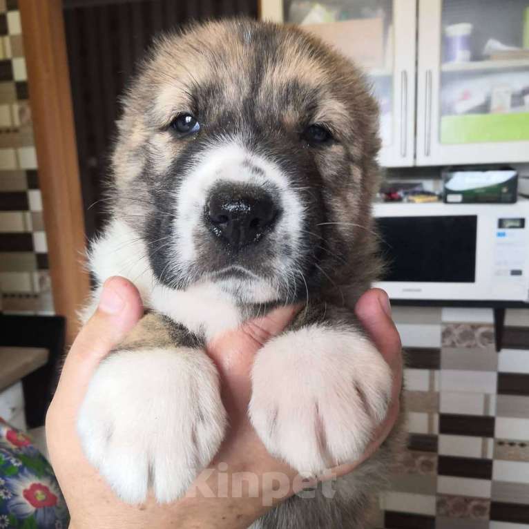 Собаки в Челябинске: Продам щенков алабая Мальчик, 30 000 руб. - фото 1