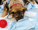 Собаки в Раменском: САМУРАЙ (СЭМ) Мальчик, 500 руб. - фото 1