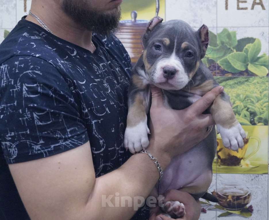 Собаки в Белово: Девочка булочка Девочка, 170 000 руб. - фото 2